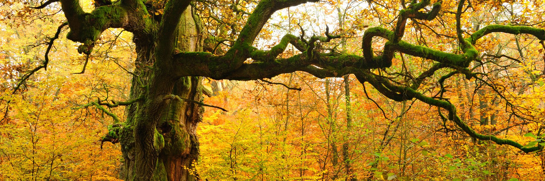 Baum im Herbst
