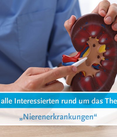Hand hält ein Nierenmodell und zeigt mit einer Stab auf eine Stelle.