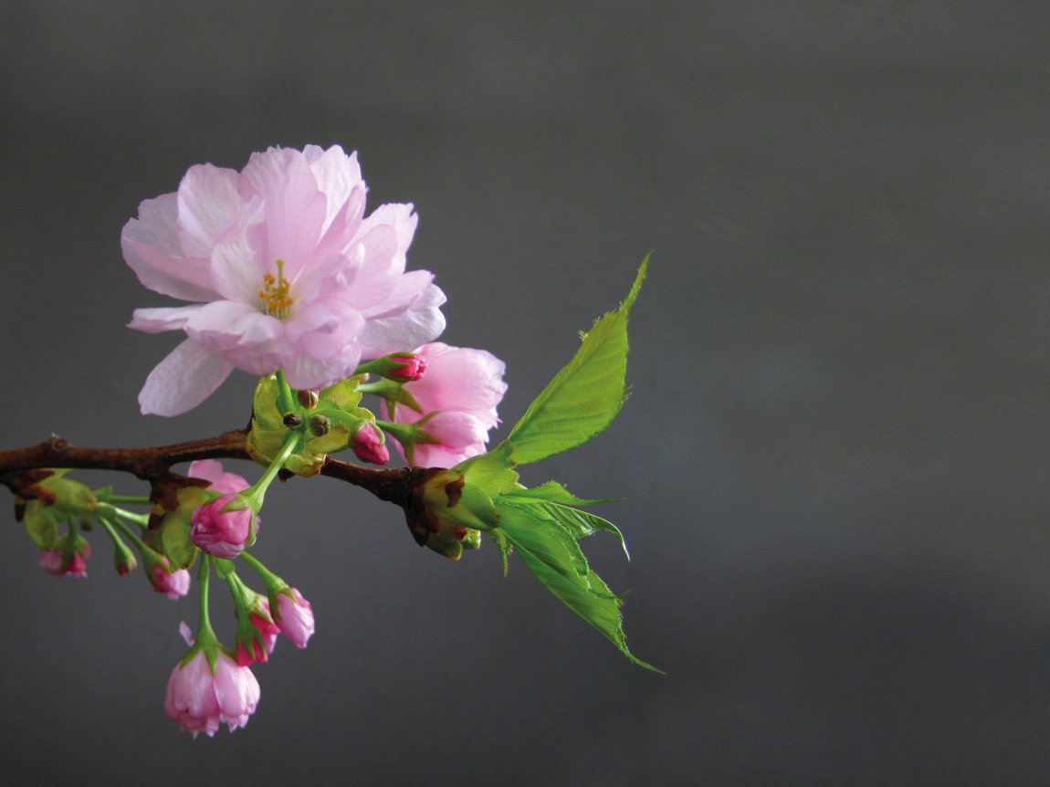 Symbolbild Kirchblüte
