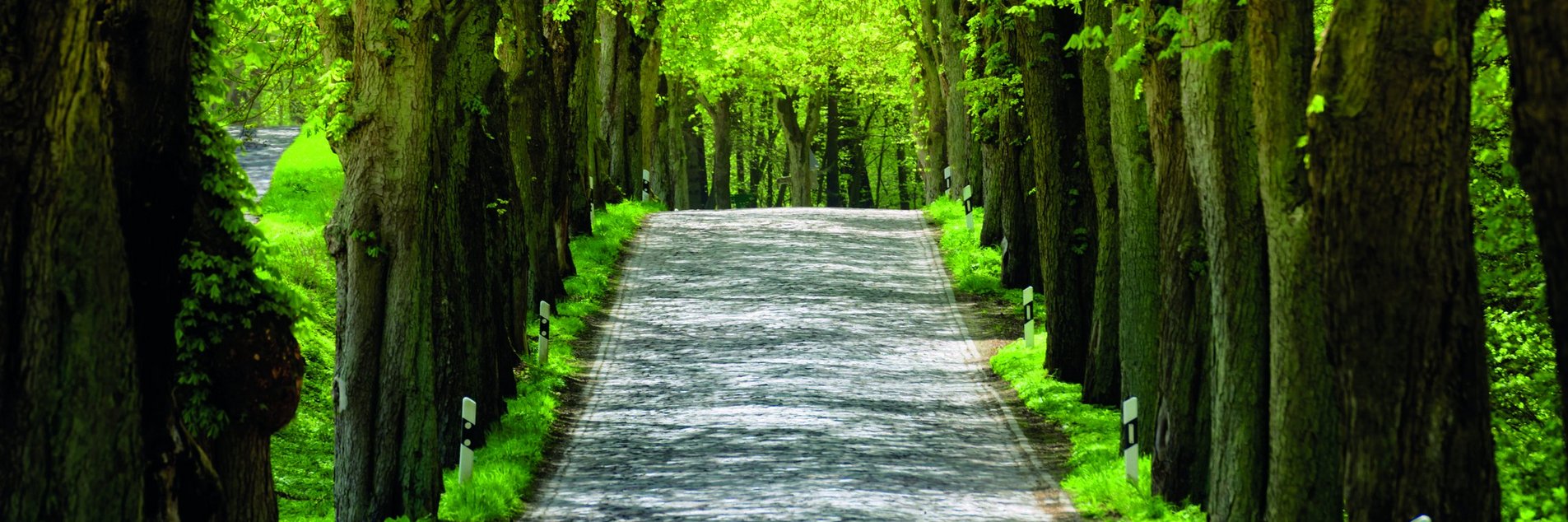 Allee